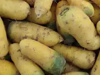 Ташкентская жёлтая морковь для плова, фотография 2