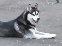 Хаски щенки продам, фотография 3