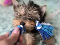 Щенок йоркширский терьер, девочка, 3 мес, фотография 3