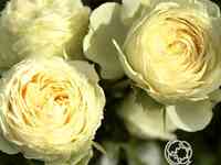 Роза лемон рококо флорибунда, тантау