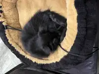 Котенок, кошка. Отдам котенка в хорошие руки бесплатно!, фотография 2