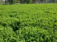 Продаю Семена Люцерны Меркенский район, фотография 2