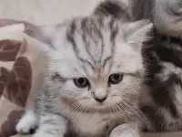 Котята породистые, фотография 5