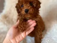 Хорошо воспитанные щенки той-пуделя, мальчик и девочка, чистокровные