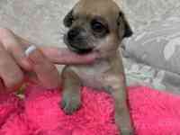 Чистопородные щенки чихуахуа, фотография 5