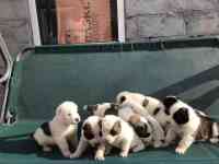 Продам щенков Алабай, фотография 3