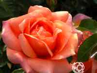 Роза черри брэнди чайно-гибридная, тантау