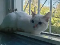 Девочка Лора, ищет новую семью, фотография 3