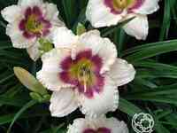 Лилейник Блуберри Кэнди