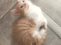 Отдам потрясающих котят в хорошие руки, можем помочь с доставкой, фотография 5