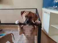 Щенки стаффорда, фотография 3