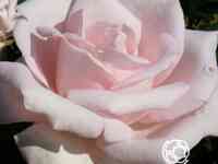 Роза мархенконигин чайно-гибридная, топалович