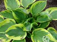 Хоста Твилайт (M)