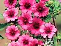 Лапчатка травянистая Мисс Уиллмотт