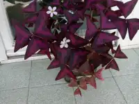 Оксалис, Кислица, фотография 2