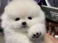 В продаже щенки померашки, фотография 7