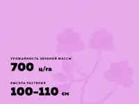 Продаю Семена Люцерны Меркенский район, фотография 10