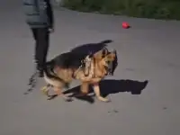 Пропала собака, фотография 4