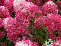 Гортензия пинк даймонд