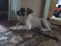 Отдам щенка, фотография 2