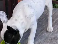 Щенок Французкого бульдога мальчик, 4 месяца, фотография 2