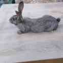 Продам кроликов породы фландер и шиншилла, фотография 2