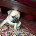 Французский бульдог, фотография 3