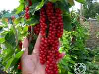 Смородина Джонкер Ван Тетс красная