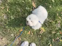 Щенок Бишон Фризе