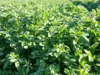 Продаю Семена Люцерны Меркенский район, фотография 4