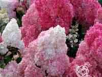 Гортензия ванила фрайз.