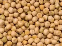 Горох фуражный, фотография 2