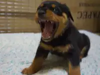 Продам, фотография 4