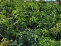 Продам дачу. Садоводческое товарищество Борки, фотография 7