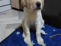 Щенки Лабрадор ретривер, фотография 12