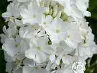 Флокс метельчатый Рембрандт