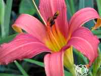 Лилейник Пинк Дамаск