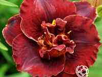 Лилейник бургунди лав