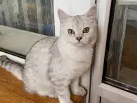 Продам кота, фотография 2