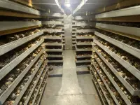 Семена сосны обыкновенной, фотография 4