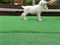 Щенок белой швейцарской овчарки, фотография 5