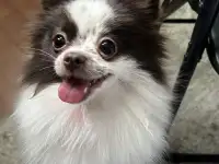 Собака шпиц Померанский, фотография 4