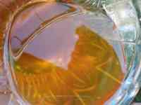 Продам Алтайский мед оптом, фотография 2