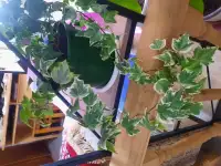 Комнатные декоративно-лиственные и цветущие растения, фотография 6