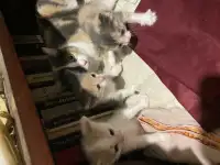 Отдам котят в хорошие руки, фотография 3