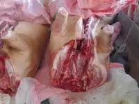 Поросята живые, здоровые и тушками., фотография 5