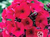 Флокс метельчатый Надя