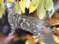 Бенгальские котята от привозных родителей, фотография 3