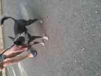 Нашли кобелька Китайскую хохлатую. Ищем хозяина или любителя такой породы, фотография 5