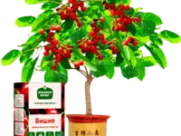 Гибридные Мини-деревья, фотография 6